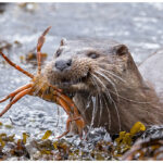 An otter bringing a crab ashore to eat