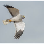 Male Hen Harrier