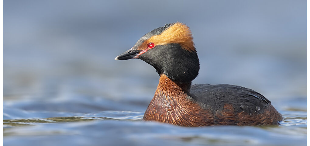 Slavonian Grebe