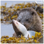 Otter with a spotted catshark