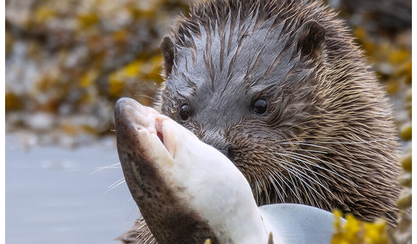 Otter with a spotted catshark