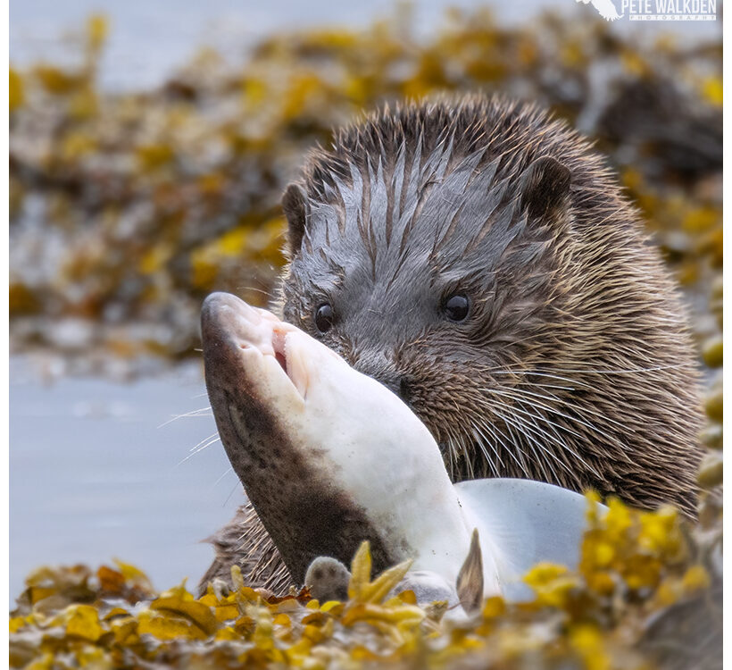 Otter with a spotted catshark
