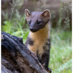 Pine Marten