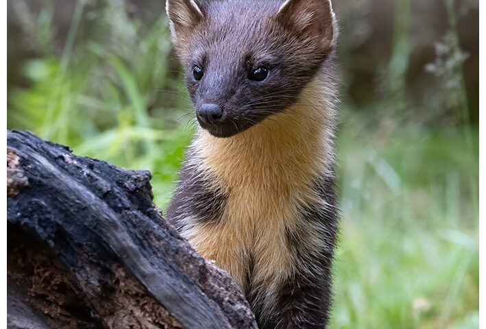 Pine Marten