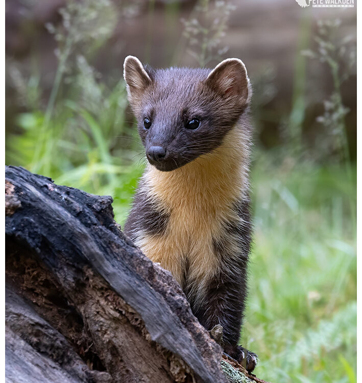 Pine Marten