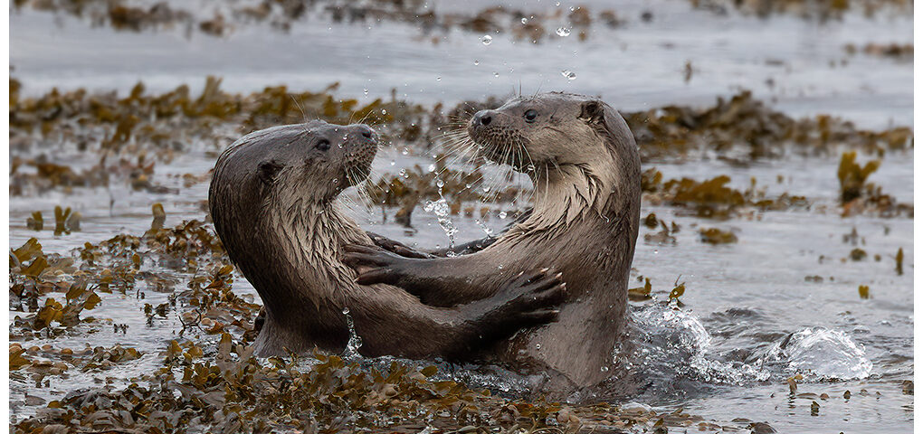 Dancing Otters