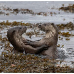 Dancing Otters