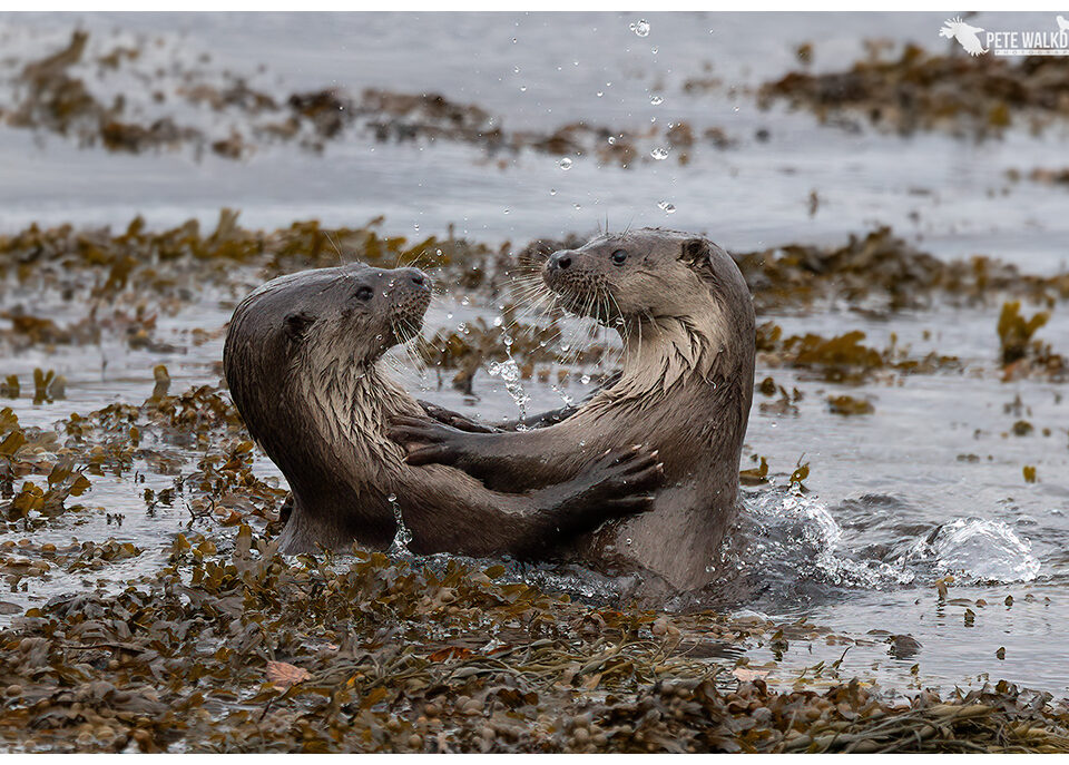 Dancing Otters