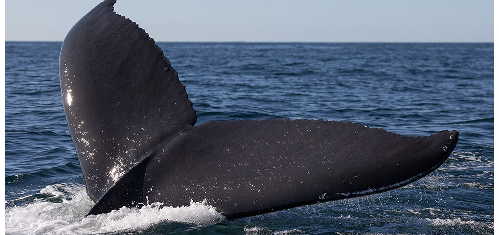 Humpback whale