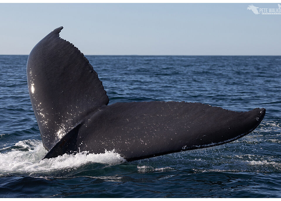 Humpback whale