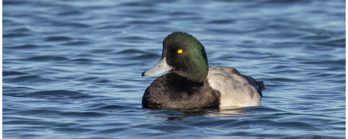 Male Greater Scaup