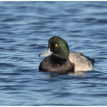 Male Greater Scaup