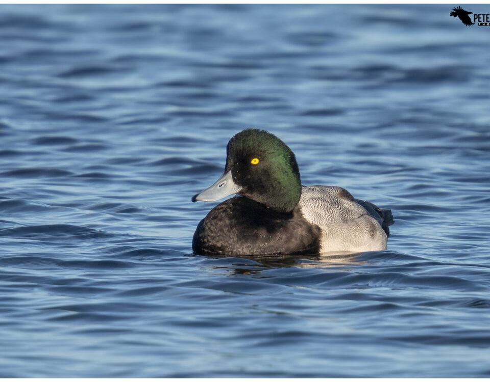 Male Greater Scaup