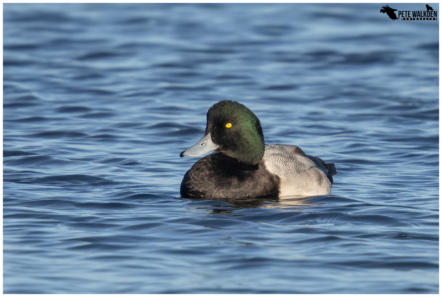 Male Greater Scaup