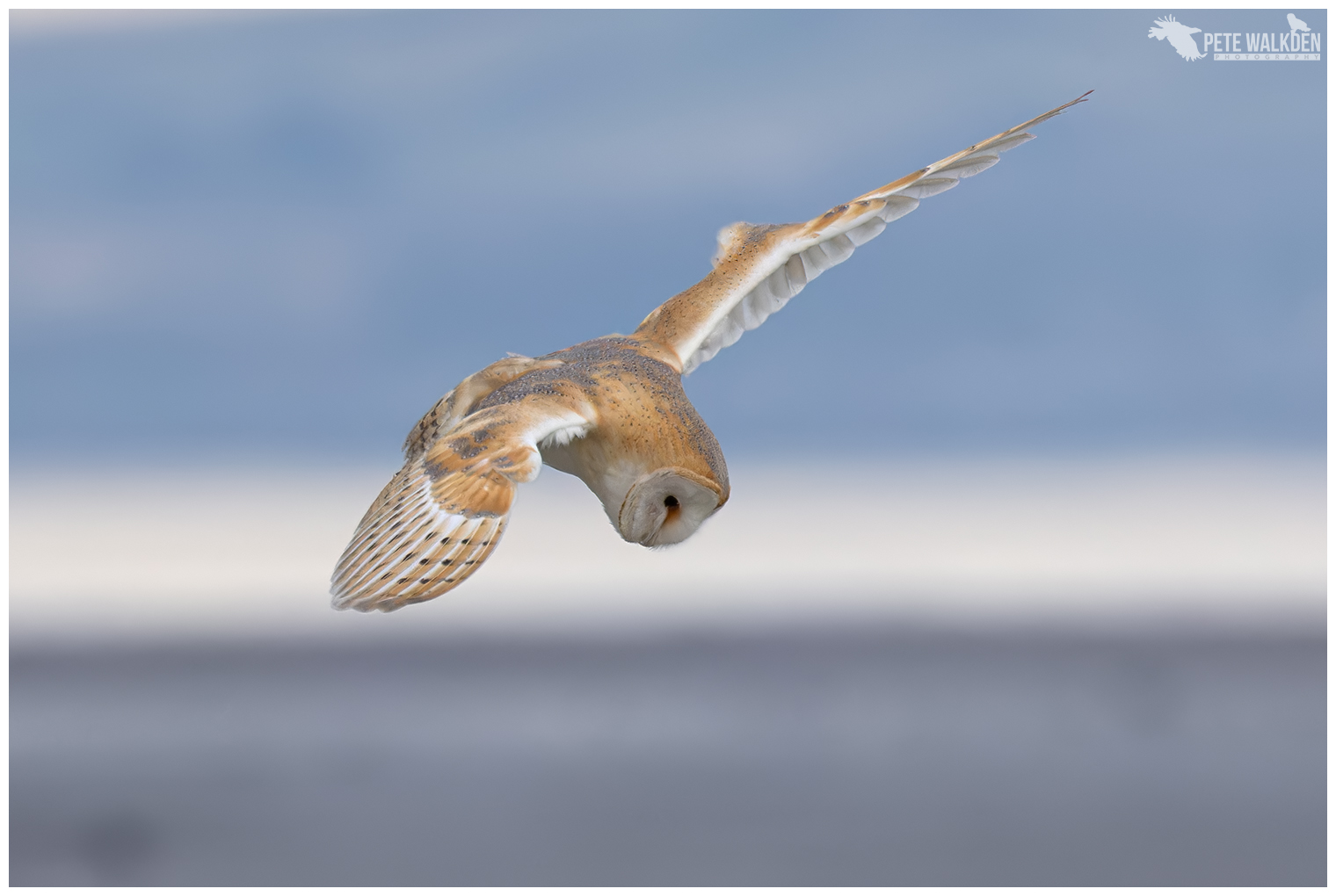 Barn Owl