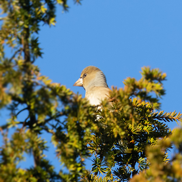 Hawfinch