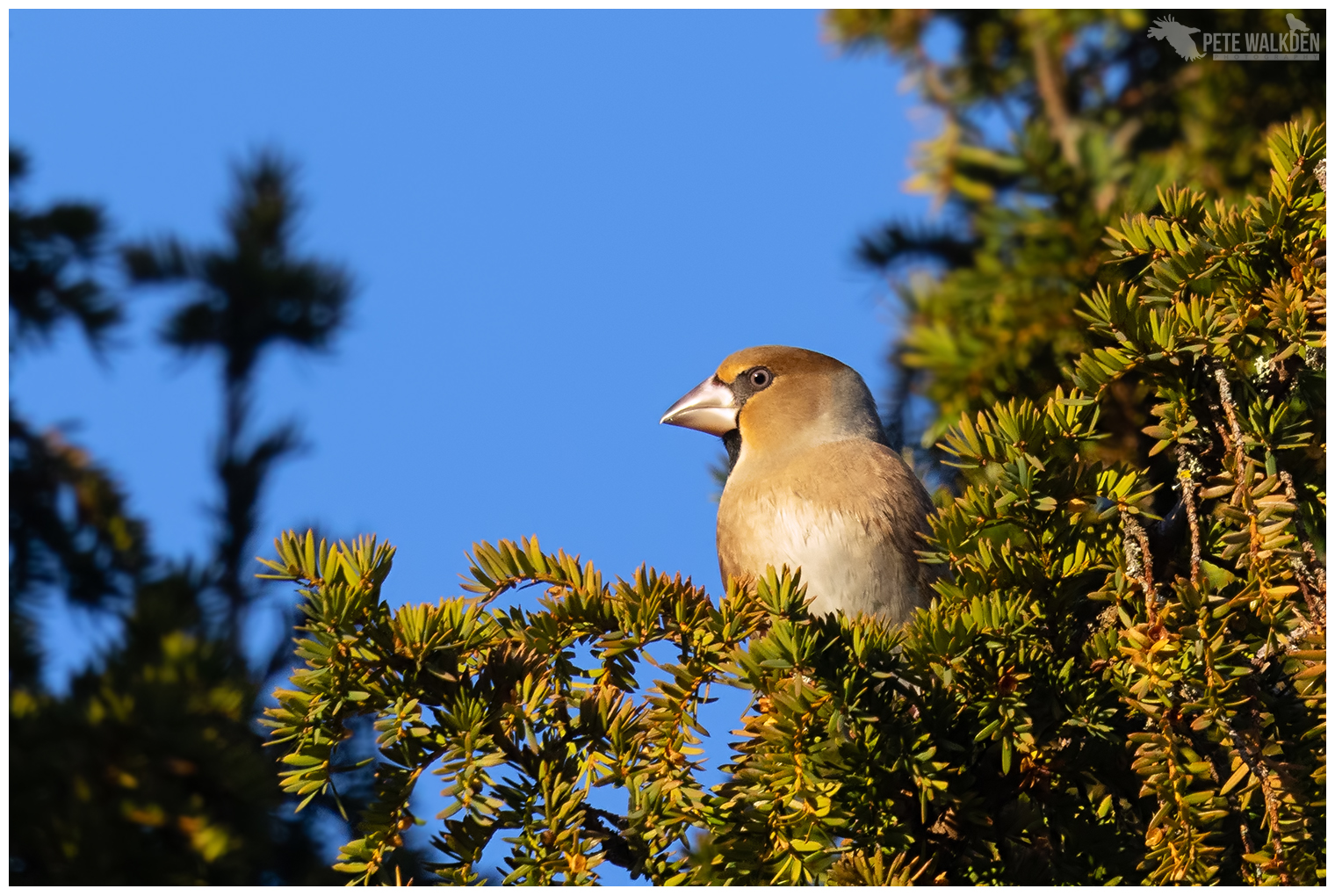 Hawfinch