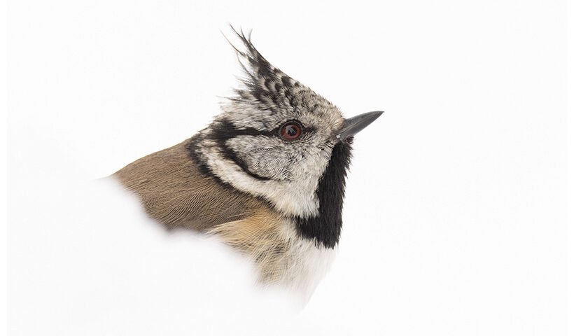 High Key Crested Tit