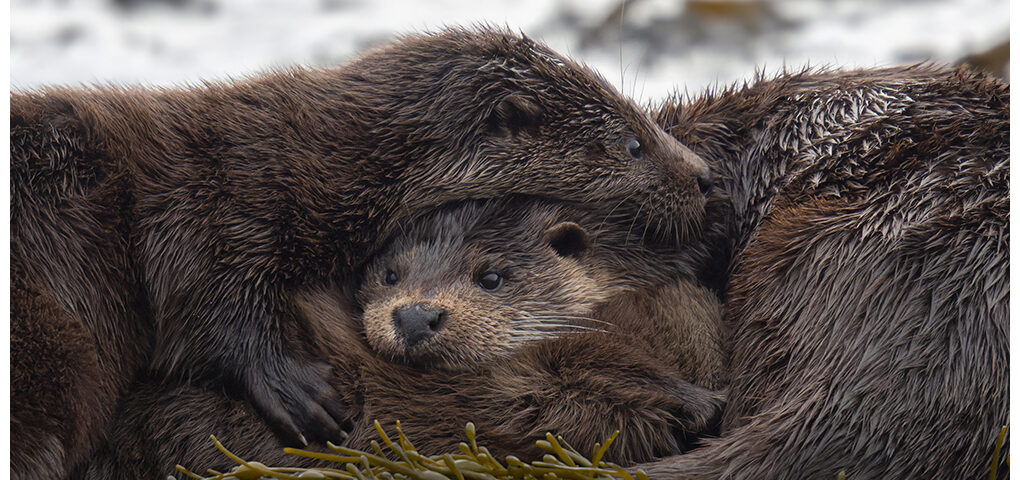 Otter Family