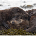 Otter Family