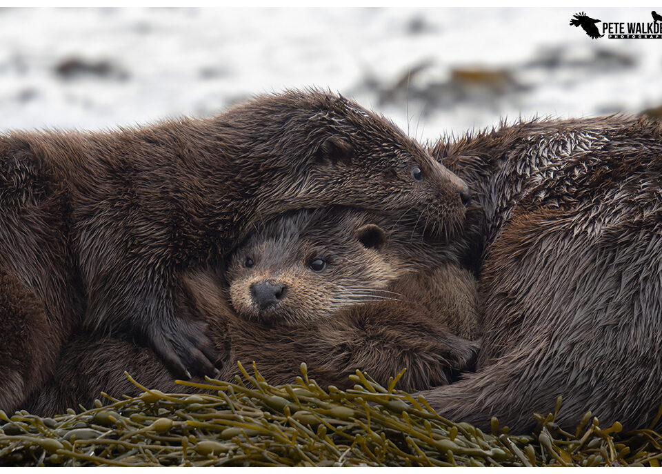 Otter Family