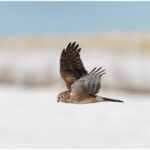 Hen Harrier