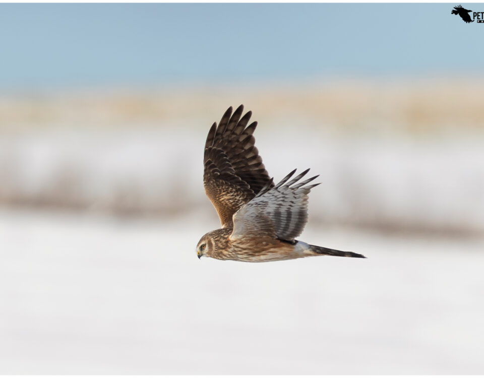 Hen Harrier