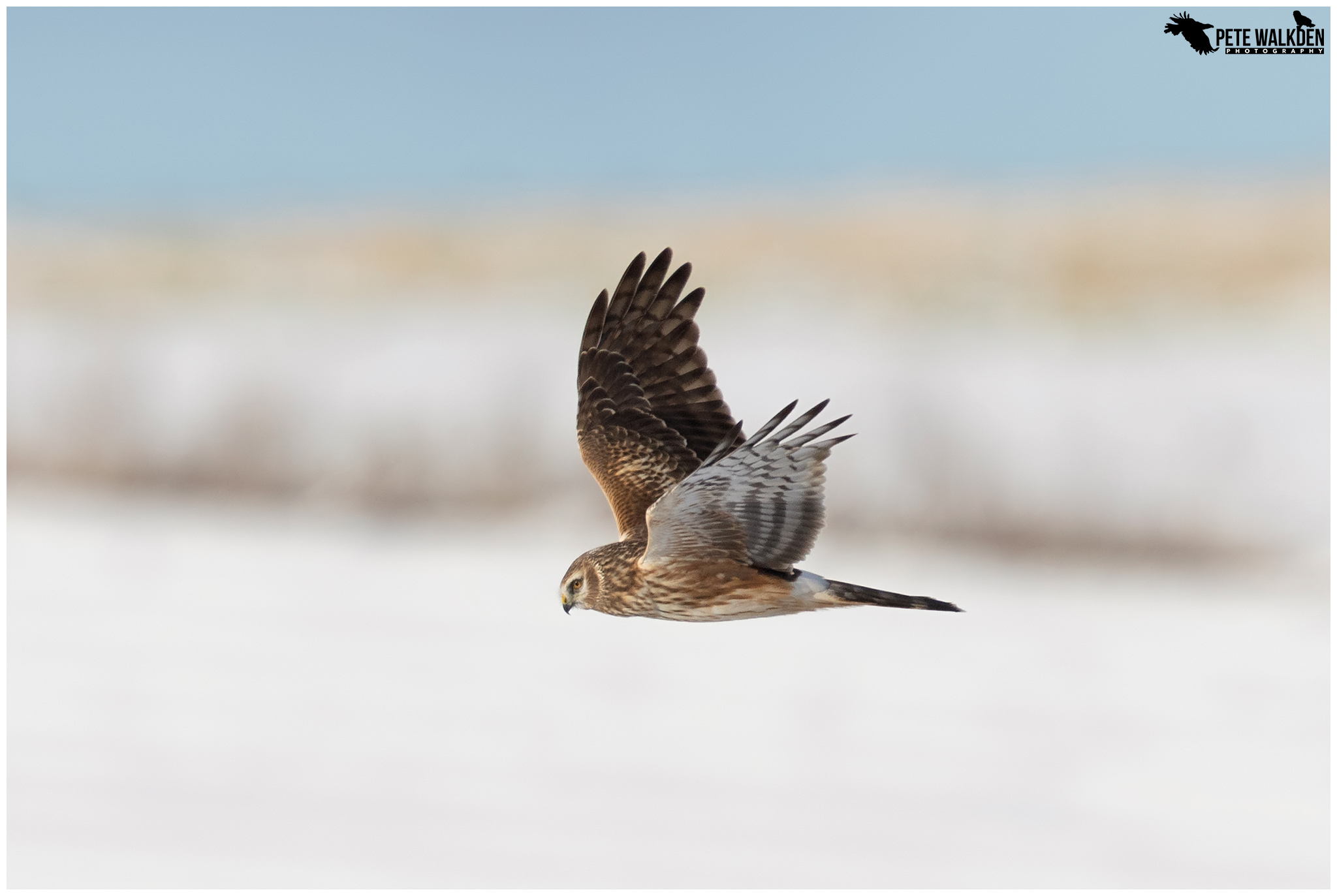 Hen Harrier