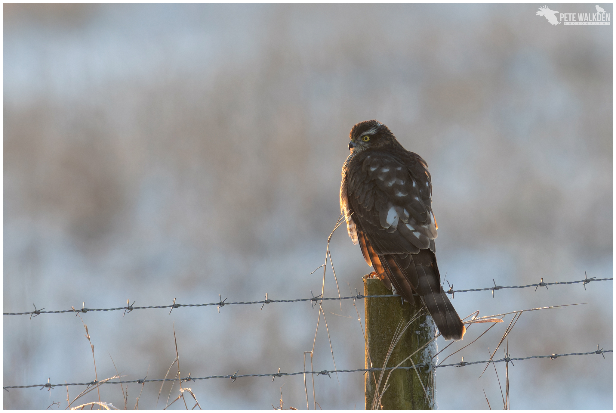 Sparrowhawk