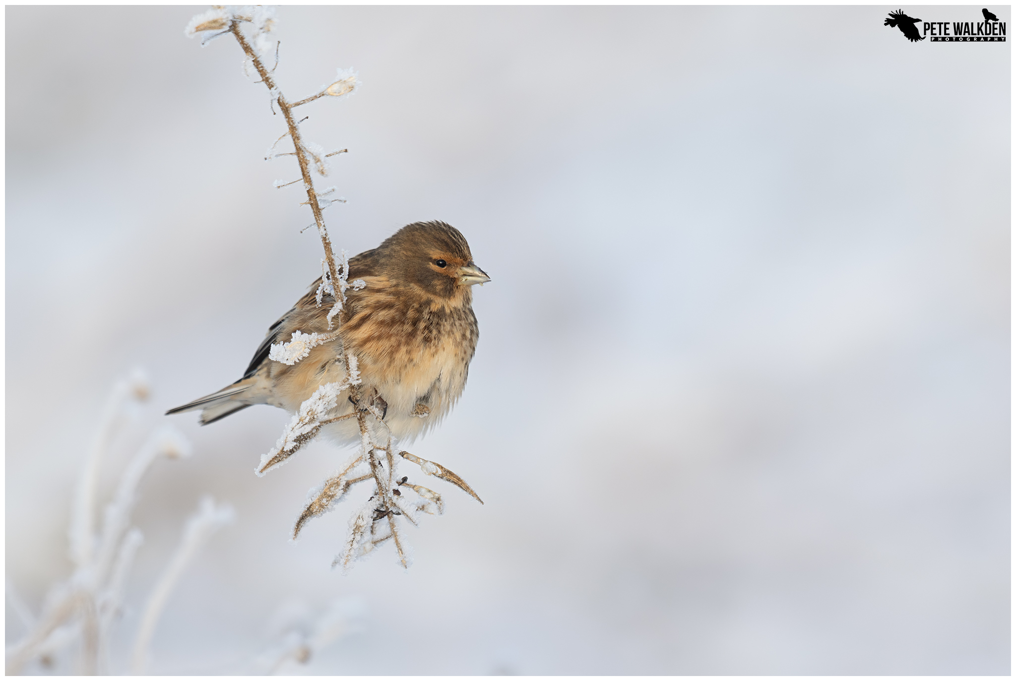 Linnet