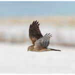 Hen Harrier