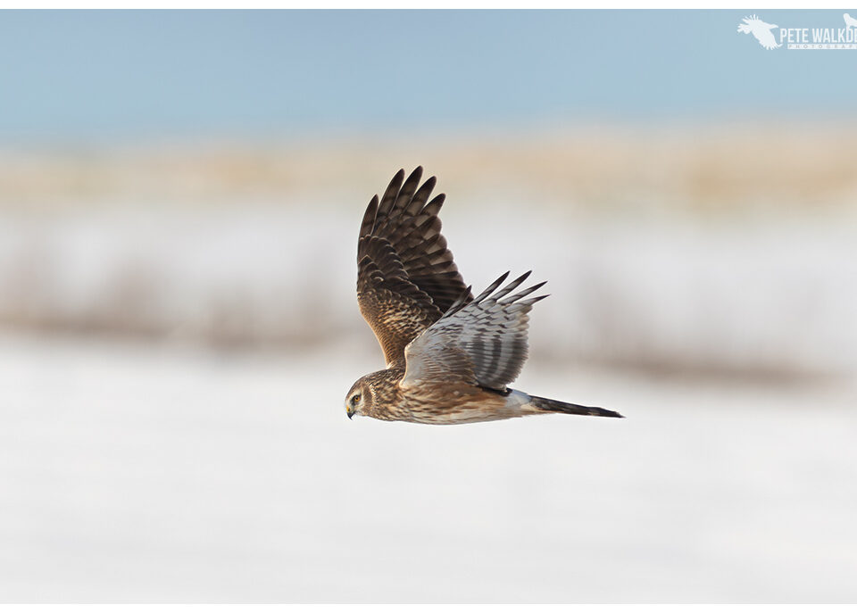 Hen Harrier