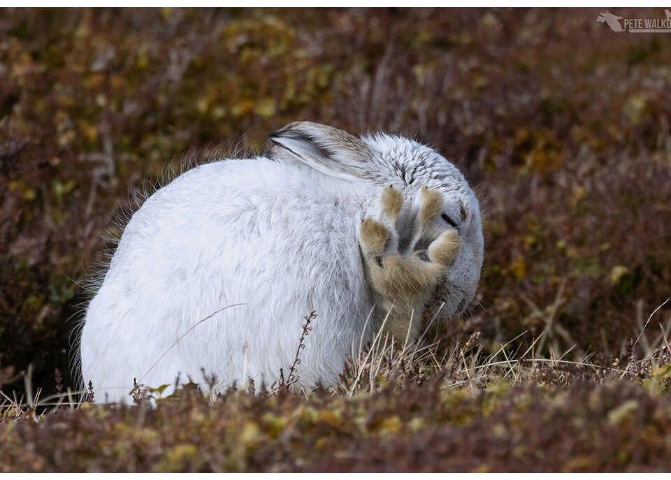 Mountain Hare