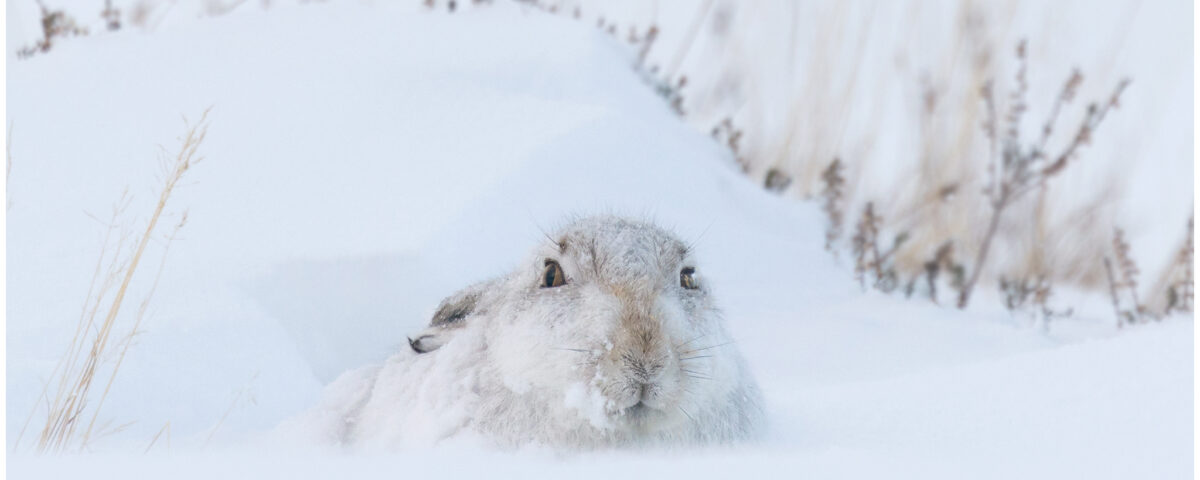 Mountain Hare In January