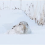 Mountain Hare In January