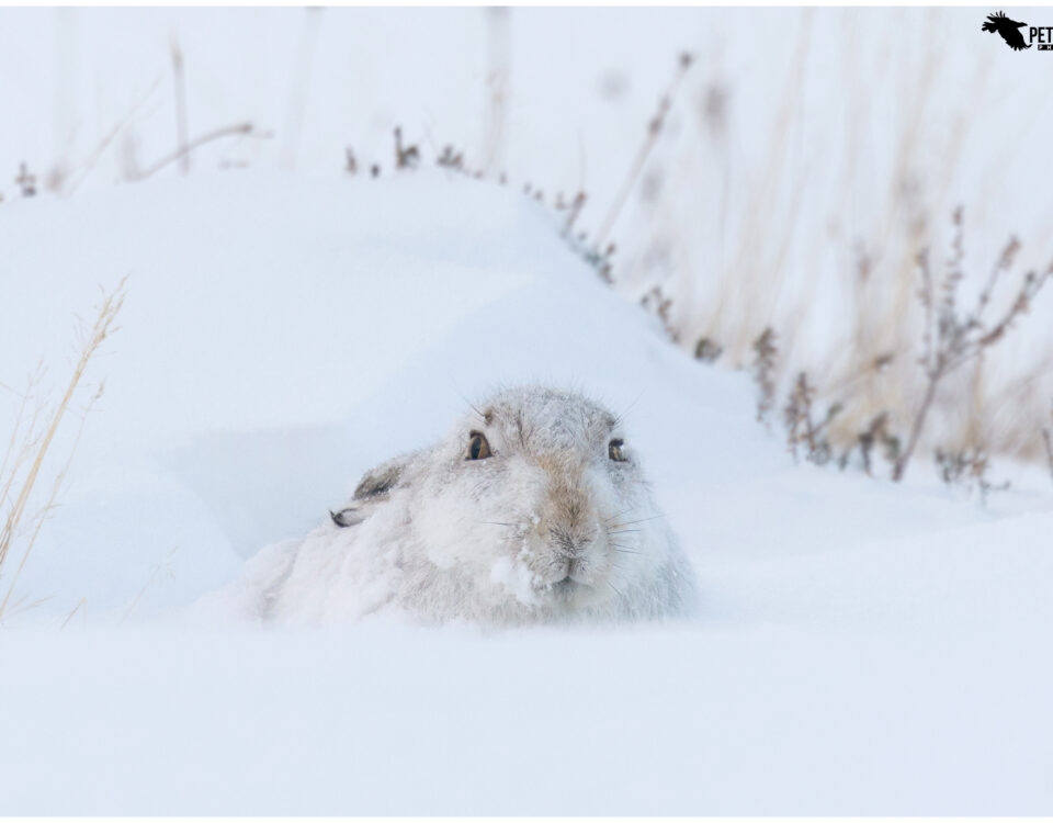 Mountain Hare In January