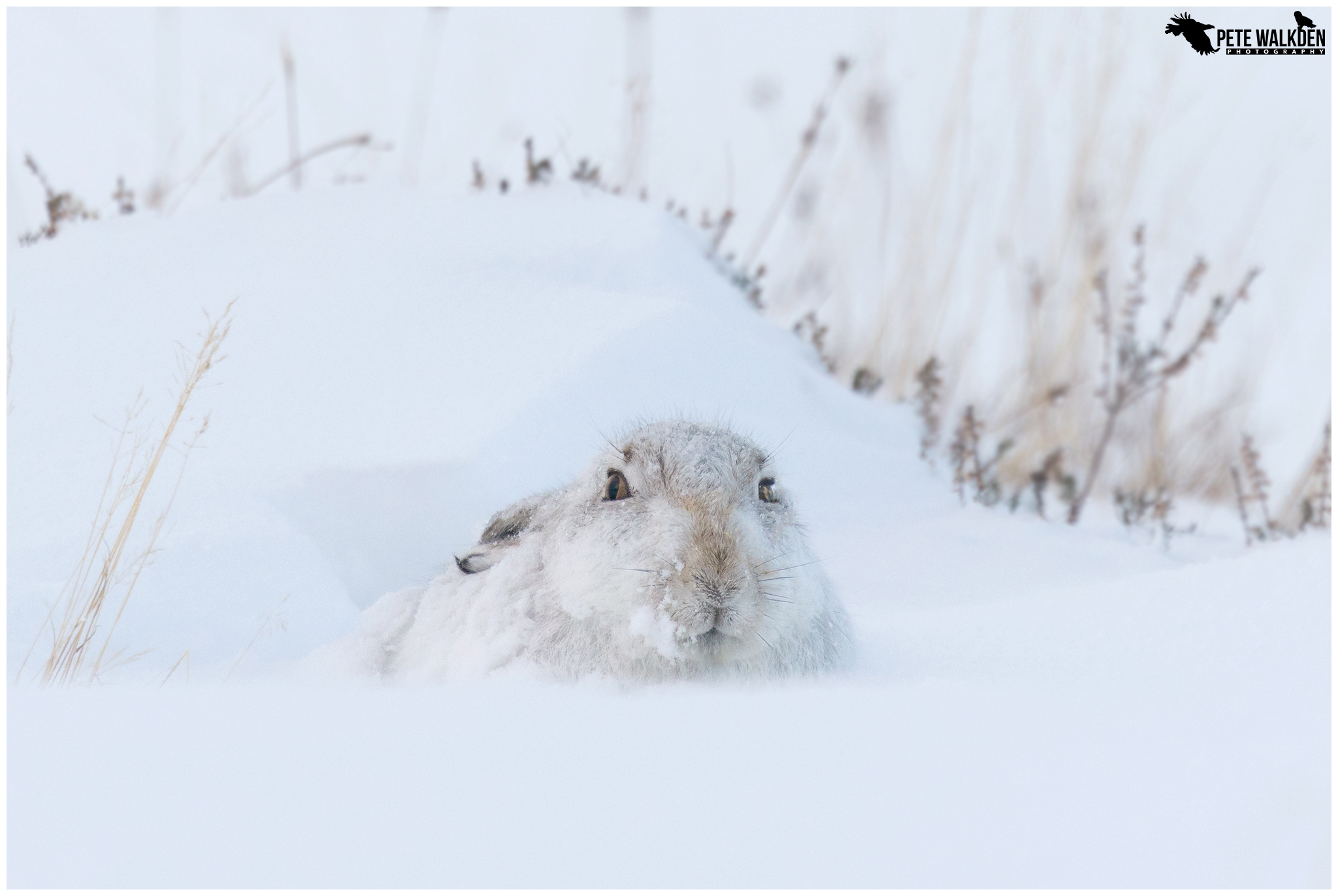 Mountain Hare In January